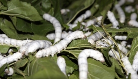 silk caterpillars eating mura tree leaves