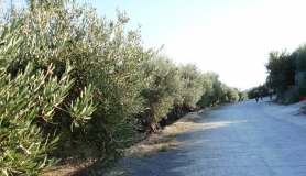 Xerolia mountain bike tour near Heraklion Crete oilive trees