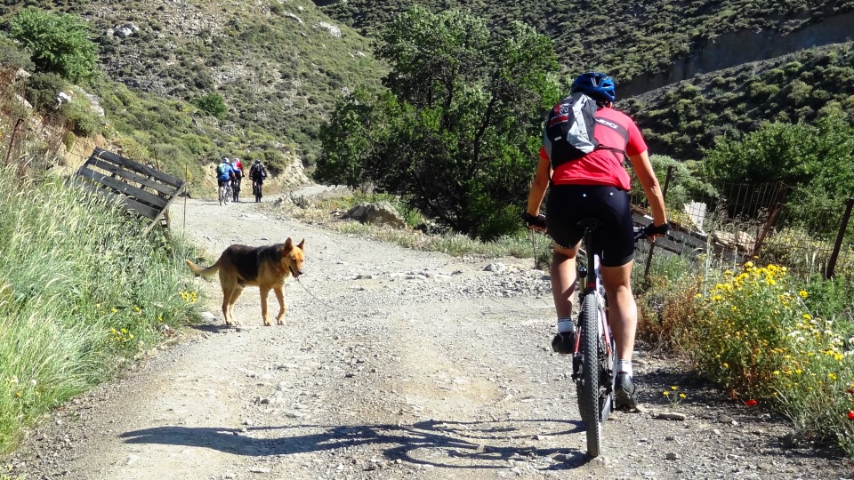 do-not-affraid-of-the dogs-when-you-ride-in-crete