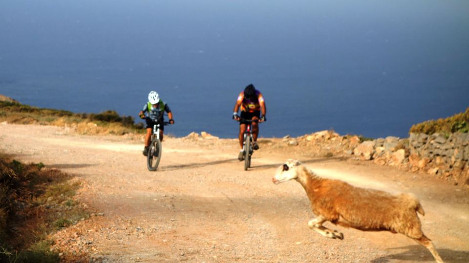 mountain-bike-sea-and-sheep