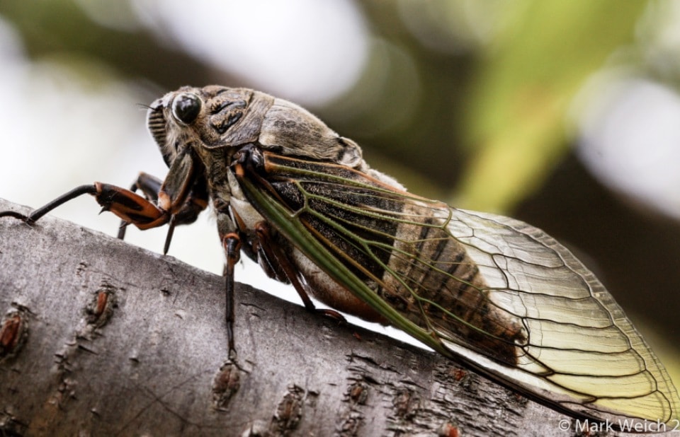 cicada trunk drinks sap