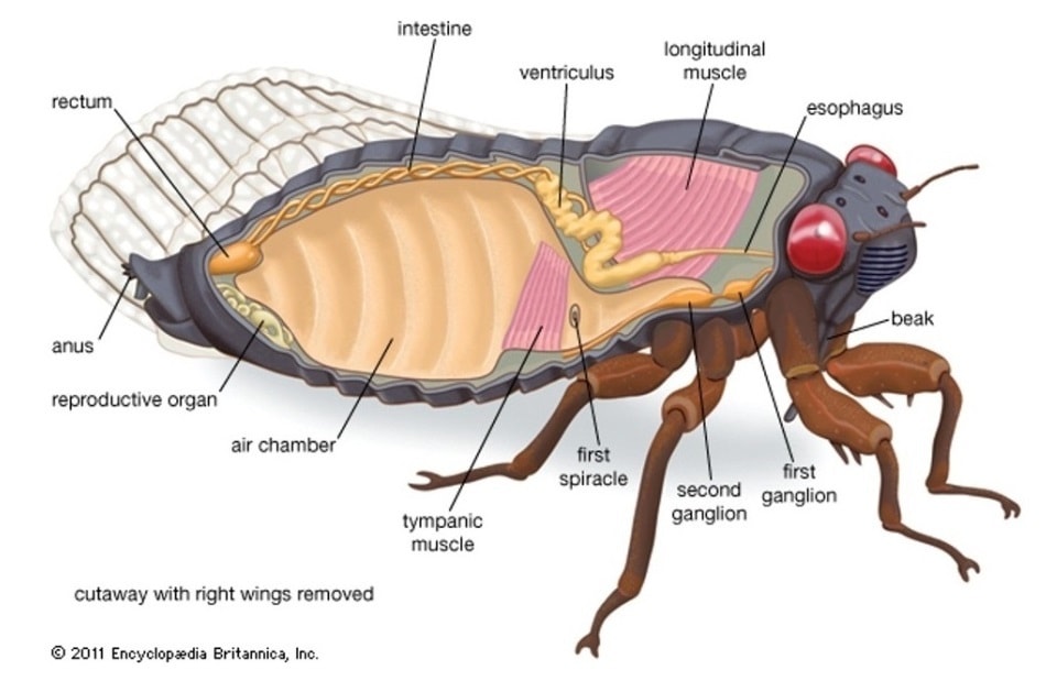 cicadas anatomy