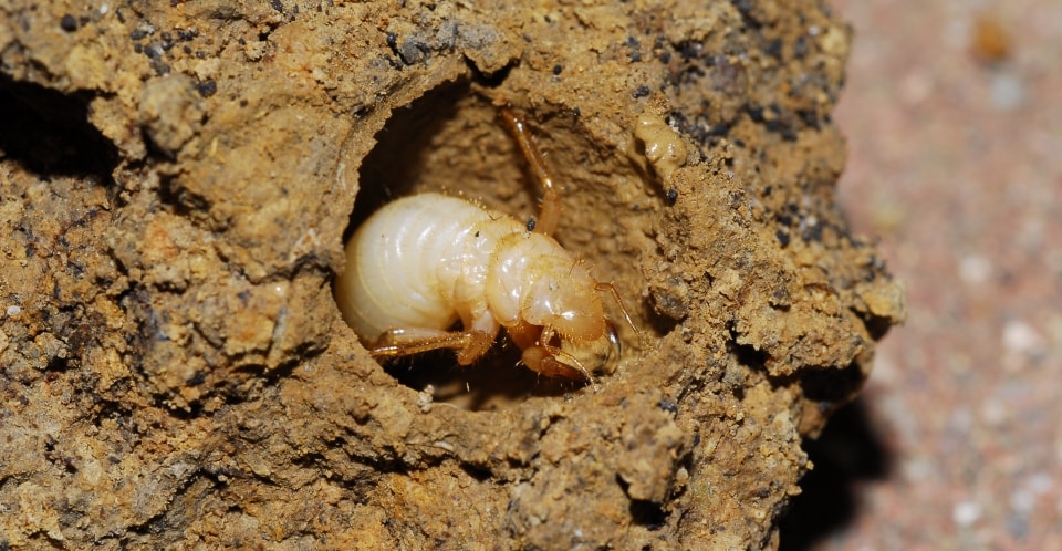 cicadas underground