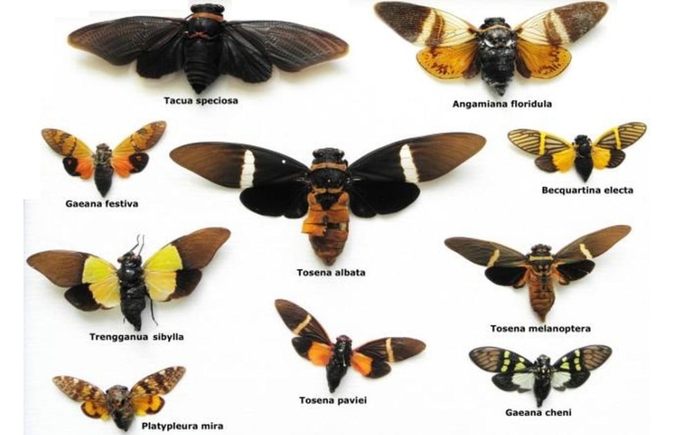 species of Cicadas