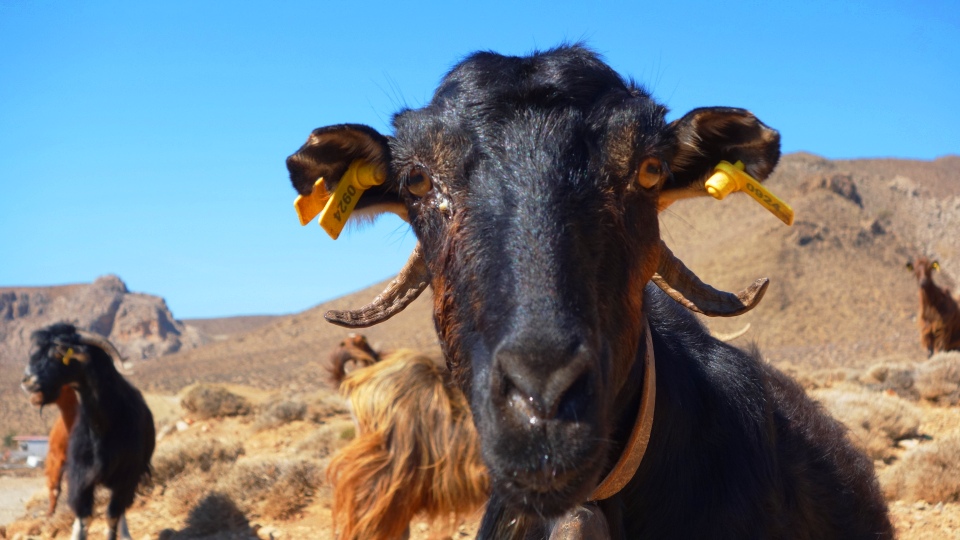 goat at south crete greece