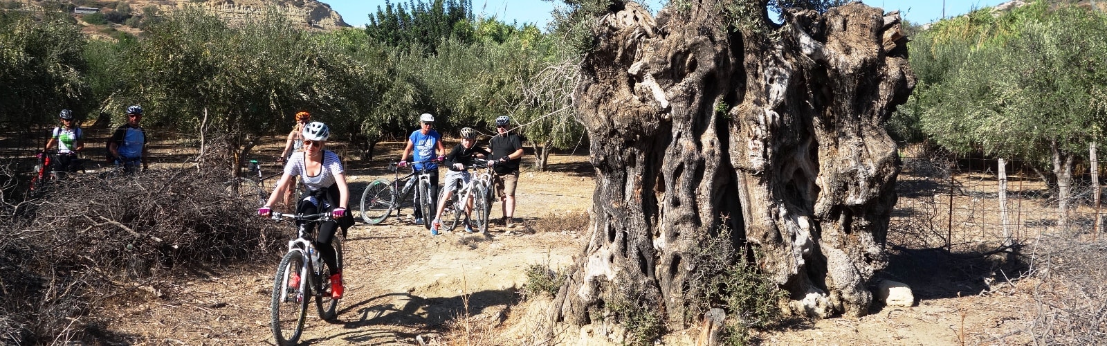 very-old-olive-tree-and-a-very-beautiful-bike-girl-crete-min