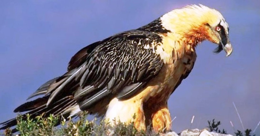 kokalas - big birds of crete