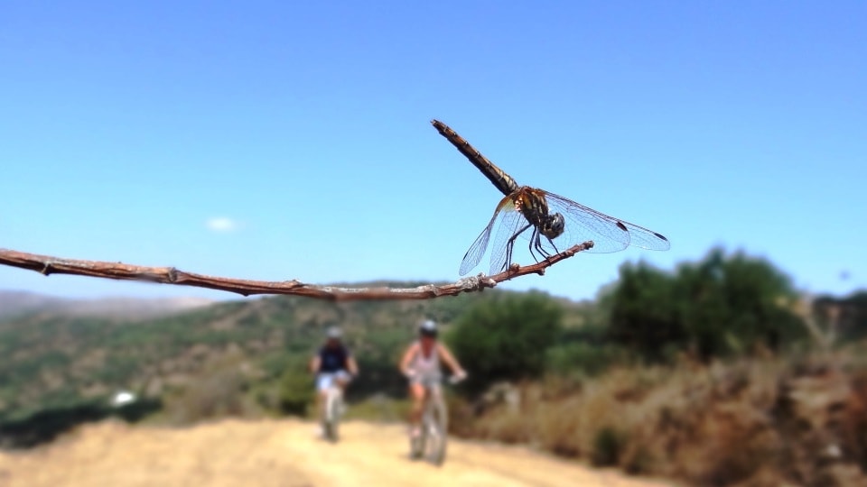 dragon fly and cyclists crete