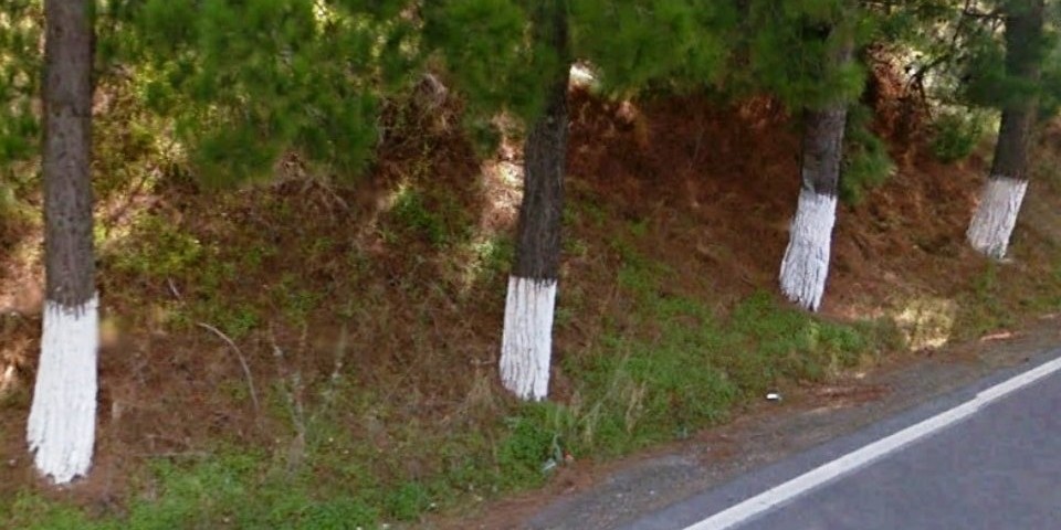why do greeks paint trees white - feature img