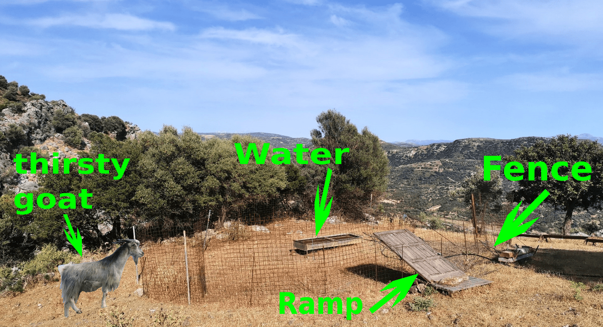 how the wild goats are get trapped in Crete-min